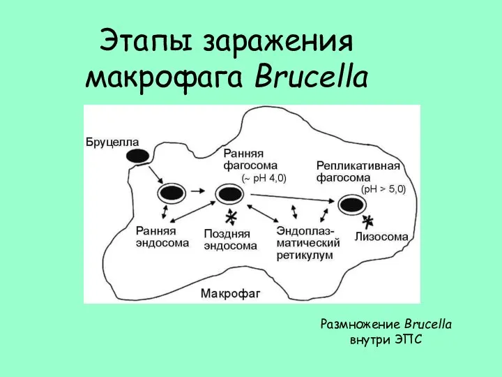 Этапы заражения макрофага Brucella Размножение Brucella внутри ЭПС