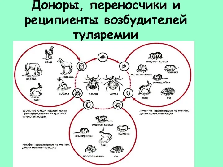 Доноры, переносчики и реципиенты возбудителей туляремии