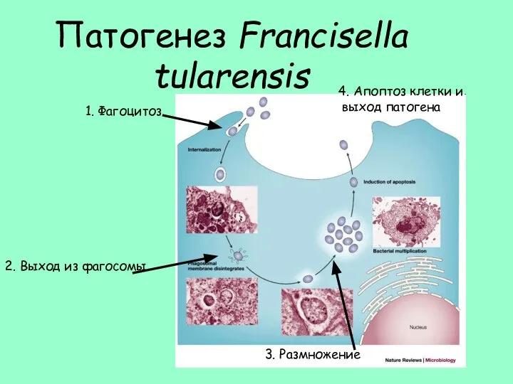 Патогенез Francisella tularensis 2. Выход из фагосомы 1. Фагоцитоз 3. Размножение