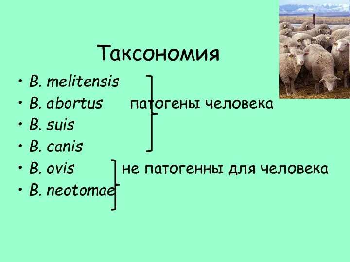 Таксономия B. melitensis B. abortus патогены человека B. suis B. canis