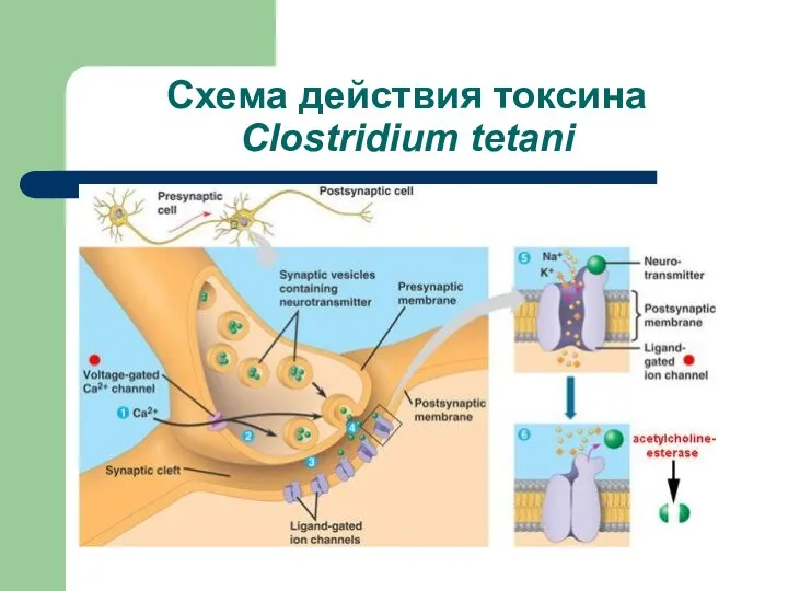 Схема действия токсина Clostridium tetani