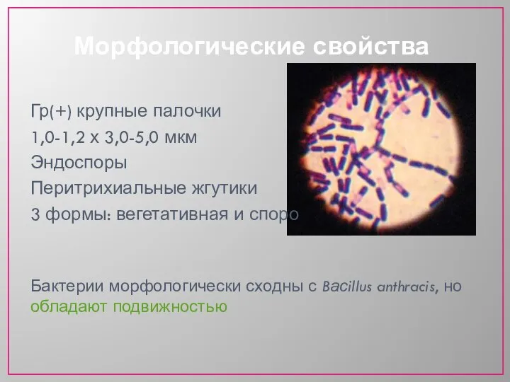 Гр(+) крупные палочки 1,0-1,2 х 3,0-5,0 мкм Эндоспоры Перитрихиальные жгутики 3