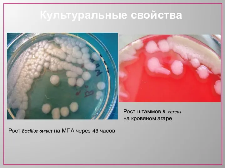 Культуральные свойства Рост Bacillus cereus на МПА через 48 часов Рост