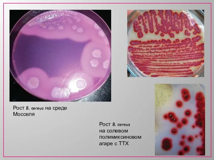 Рост B. cereus на среде Мосселя Рост B. cereus на солевом полимиксиновом агаре с ТТХ