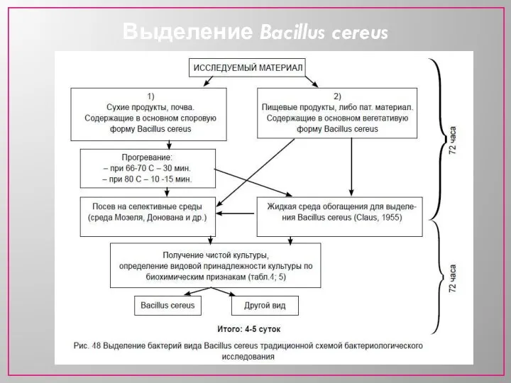 Выделение Bacillus cereus