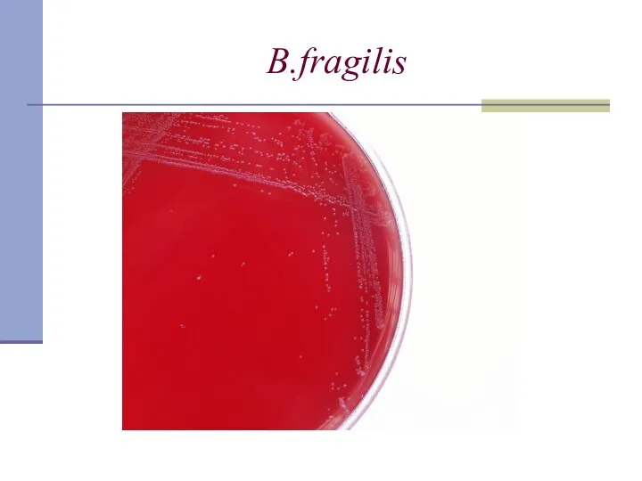 B.fragilis