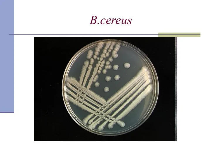 B.сereus