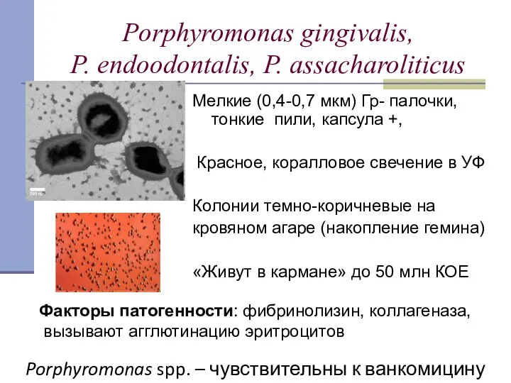 Porphyromonas gingivalis, P. endoodontalis, P. assacharoliticus Мелкие (0,4-0,7 мкм) Гр- палочки,