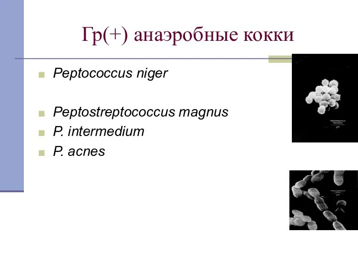 Гр(+) анаэробные кокки Peptococcus niger Peptostreptococcus magnus P. intermedium P. acnes