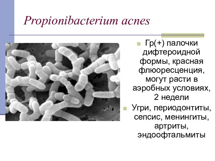 Propionibacterium acnes Гр(+) палочки дифтероидной формы, красная флюоресценция, могут расти в