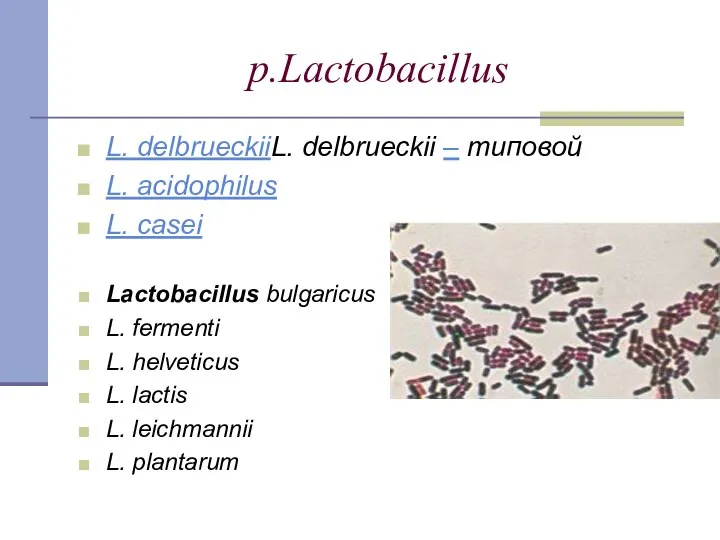 p.Lactobacillus L. delbrueckiiL. delbrueckii – типовой L. acidophilus L. casei Lactobacillus
