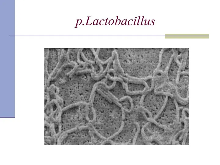 p.Lactobacillus