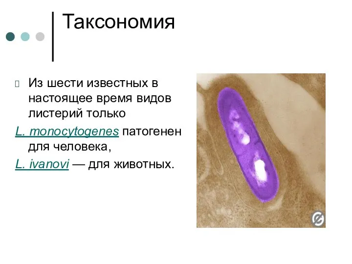 Таксономия Из шести известных в настоящее время видов листерий только L.