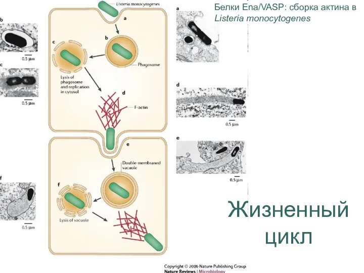 Жизненный цикл Белки Ena/VASP: сборка актина в Listeria monocytogenes