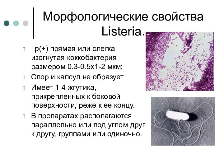 Морфологические свойства Listeria. Гр(+) прямая или слегка изогнутая коккобактерия размером 0.3-0.5х1-2