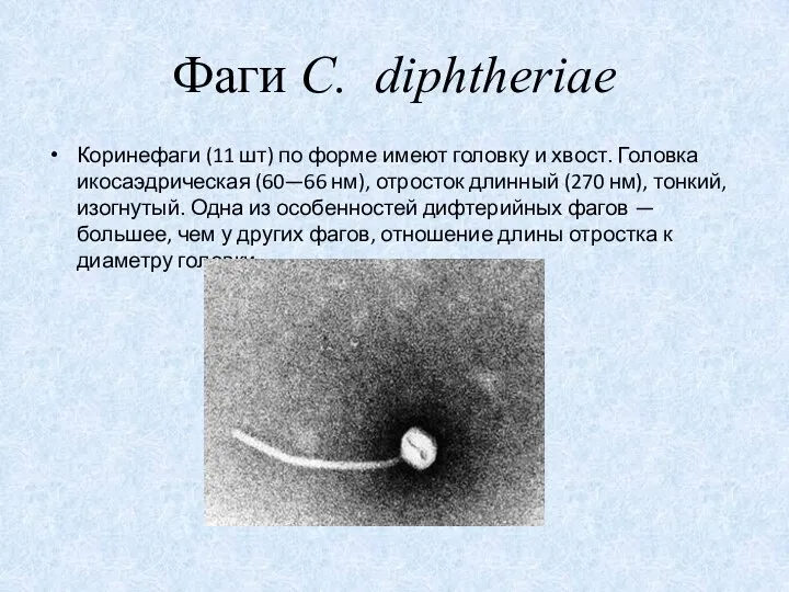 Фаги C. diphtheriae Коринефаги (11 шт) по форме имеют головку и