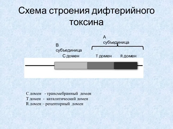 Схема строения дифтерийного токсина С домен T домен R домен С