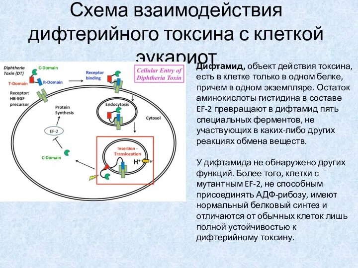 Схема взаимодействия дифтерийного токсина с клеткой эукариот Дифтамид, объект действия токсина,