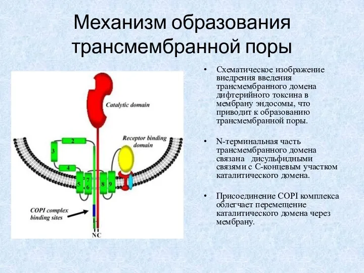 Механизм образования трансмембранной поры Схематическое изображение внедрения введения трансмембранного домена дифтерийного