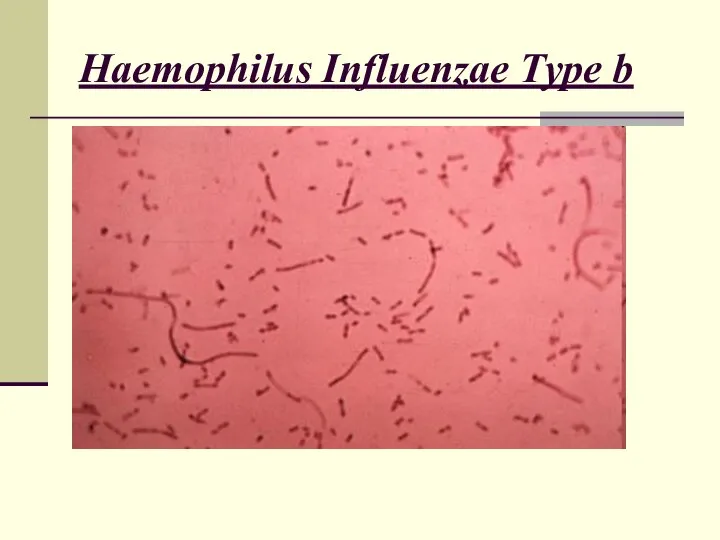Haemophilus Influenzae Type b