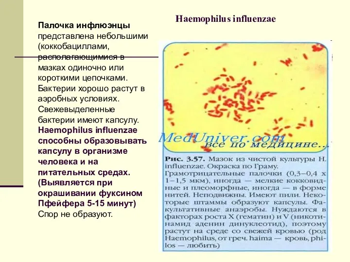 Haemophilus influenzae Палочка инфлюэнцы представлена небольшими (коккобациллами, располагающимися в мазках одиночно