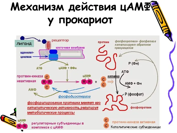 Механизм действия цАМФ у прокариот Каталитические субъеденицы лиганд