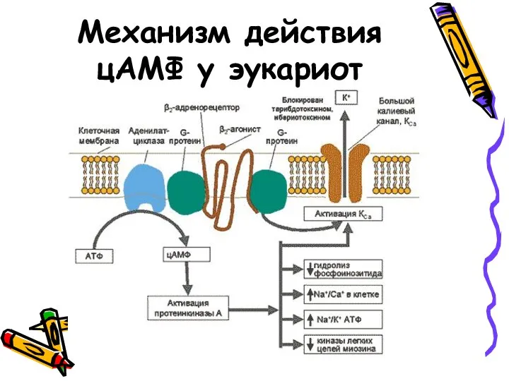 Механизм действия цАМФ у эукариот