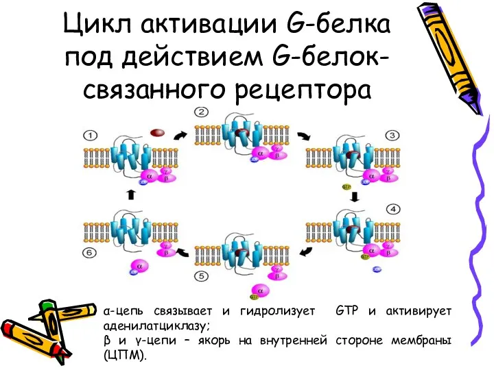 Цикл активации G-белка под действием G-белок-связанного рецептора α-цепь связывает и гидролизует