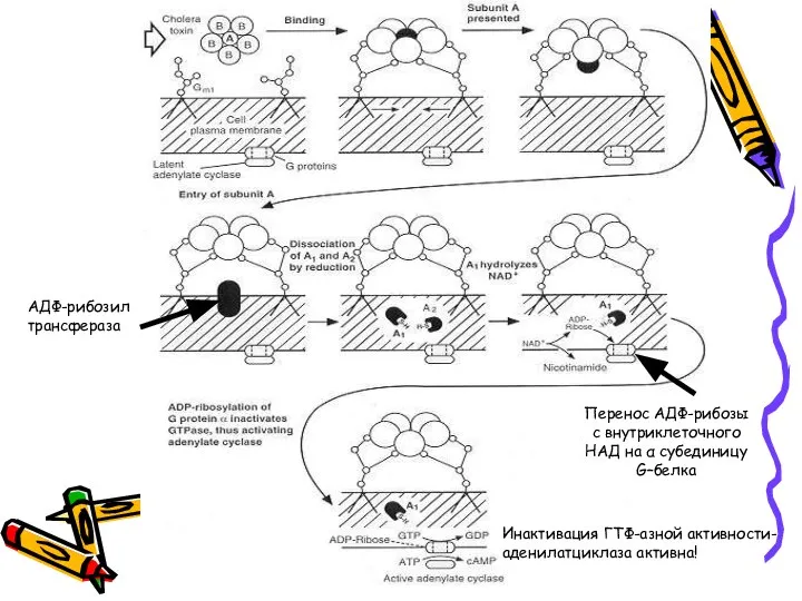 АДФ-рибозил трансфераза Перенос АДФ-рибозы с внутриклеточного НАД на α субединицу G–белка Инактивация ГТФ-азной активности- аденилатциклаза активна!