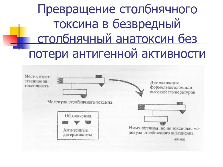 Превращение столбнячного токсина в безвредный столбнячный анатоксин без потери антигенной активности