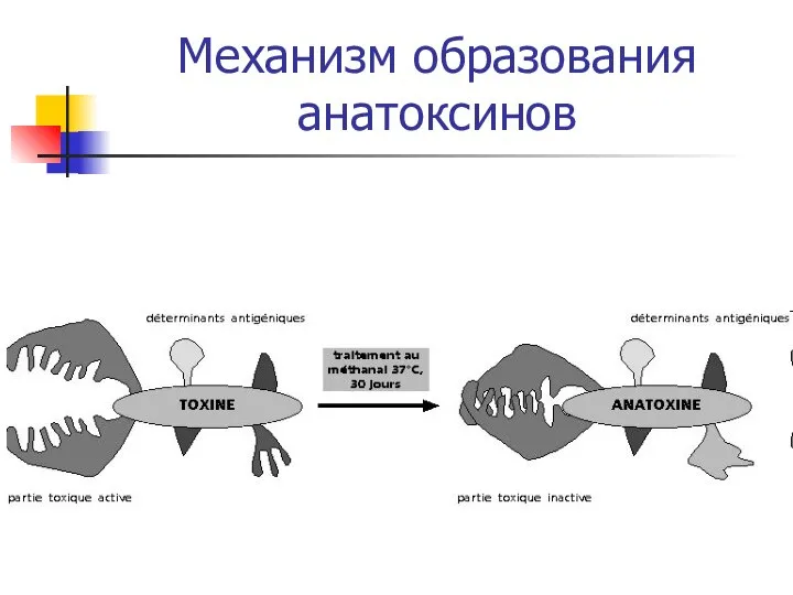 Механизм образования анатоксинов