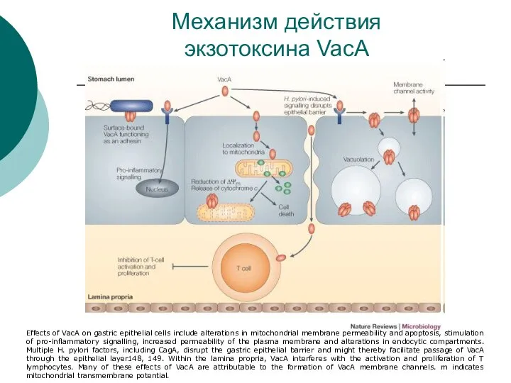 Механизм действия экзотоксина VacA Effects of VacA on gastric epithelial cells