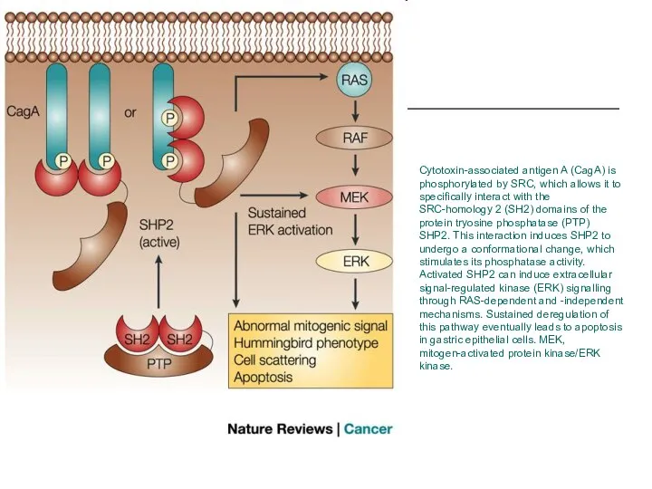 Cytotoxin-associated antigen A (CagA) is phosphorylated by SRC, which allows it