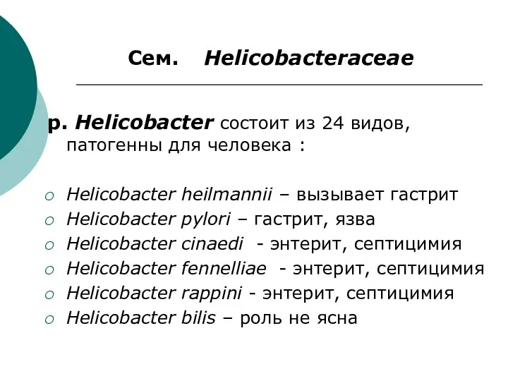 Сем. Helicobacteraceae p. Helicobacter состоит из 24 видов, патогенны для человека