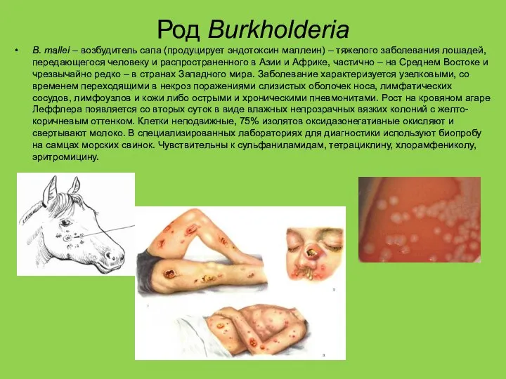 Род Burkholderia В. mallei – возбудитель сапа (продуцирует эндотоксин маллеин) –