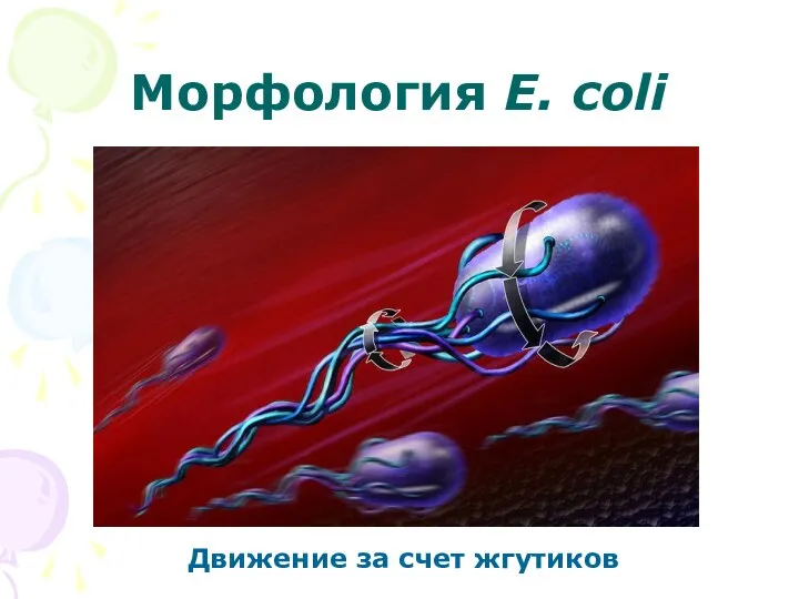 Морфология E. coli Движение за счет жгутиков