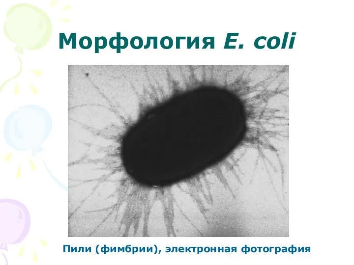 Морфология E. coli Пили (фимбрии), электронная фотография