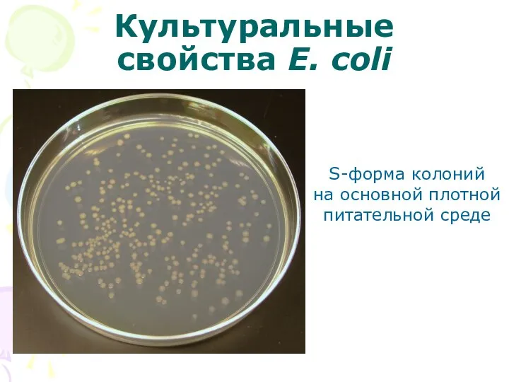 Культуральные свойства E. coli S-форма колоний на основной плотной питательной среде