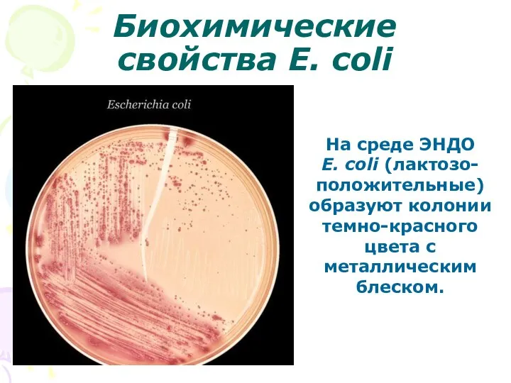 Биохимические свойства E. coli На среде ЭНДО E. coli (лактозо-положительные) образуют