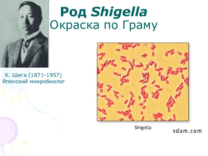 Род Shigella Окраска по Граму К. Шига (1871-1957) Японский микробиолог