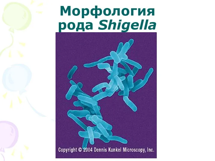 Морфология рода Shigella