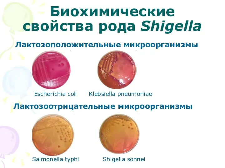 Биохимические свойства рода Shigella Escherichia coli Klebsiella pneumoniae Лактозоположительные микроорганизмы Лактозоотрицательные микроорганизмы Salmonella typhi Shigella sonnei