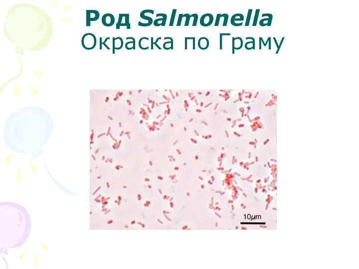 Род Salmonella Окраска по Граму