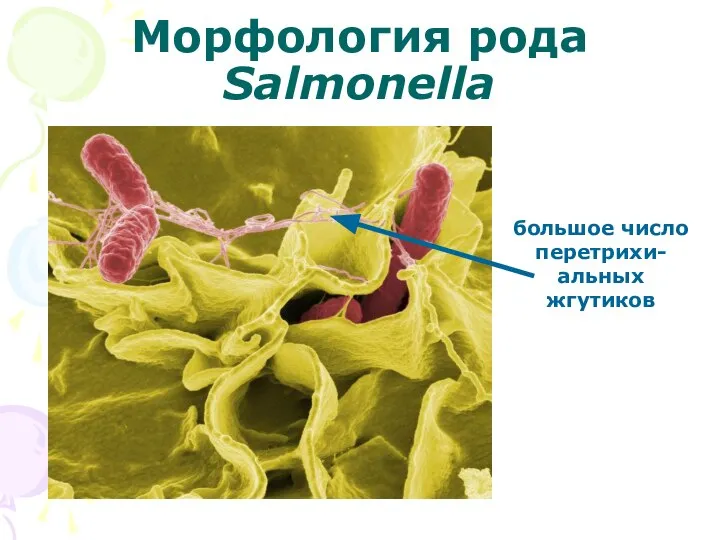 Морфология рода Salmonella большое число перетрихи-альных жгутиков