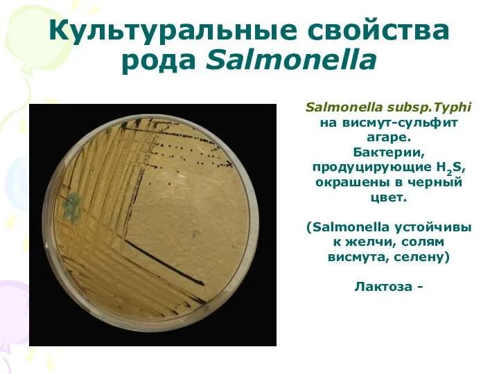 Культуральные свойства рода Salmonella Salmonella subsp.Typhi на висмут-сульфит агаре. Бактерии, продуцирующие