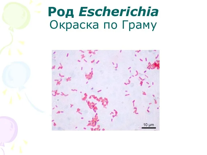 Род Escherichia Окраска по Граму