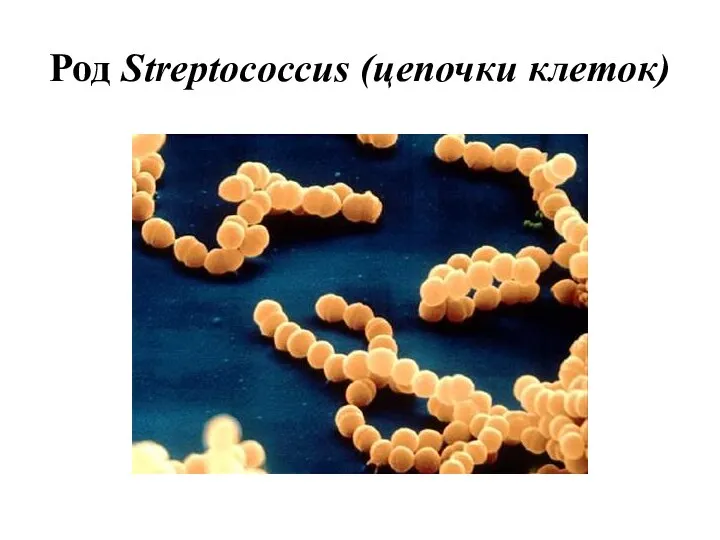 Род Streptococcus (цепочки клеток)