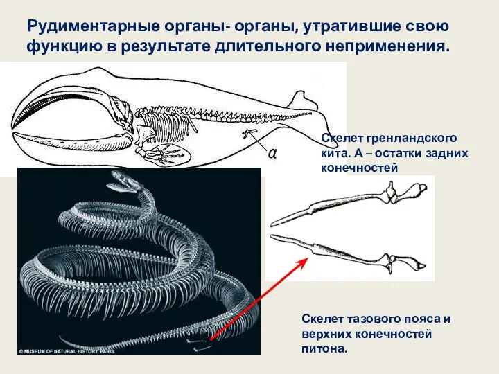 Рудиментарные органы- органы, утратившие свою функцию в результате длительного неприменения. Скелет