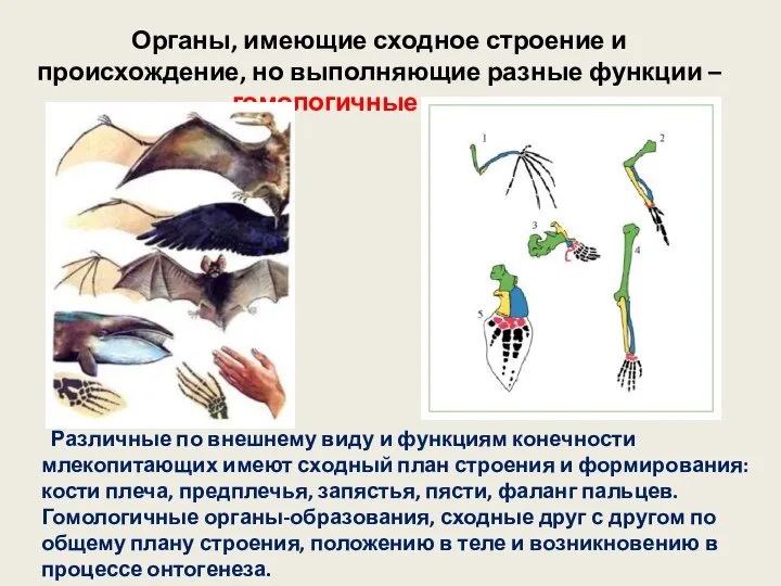 Органы, имеющие сходное строение и происхождение, но выполняющие разные функции –