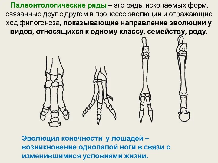 Палеонтологические ряды – это ряды ископаемых форм, связанные друг с другом